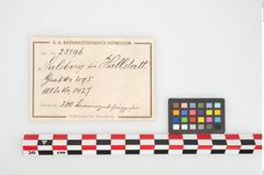 Etikett zu Bronzegewandbesatzknöpfchen (NHMW-PRAE-025196)